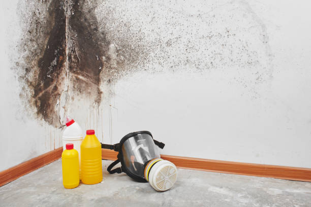 Attic Mold Removal in Tiburon, CA