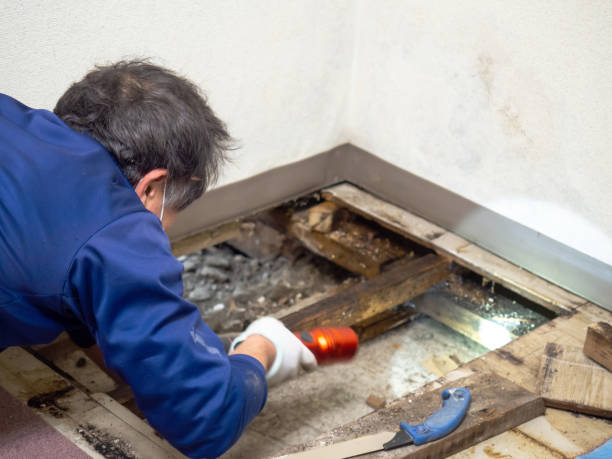 Best Crawl Space Mold Removal  in Tiburon, CA