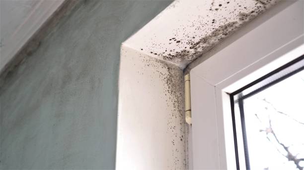 Best Best Mold Removal Companies  in Tiburon, CA