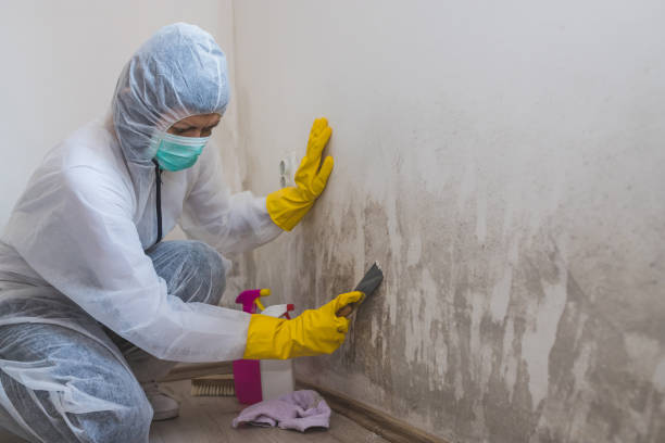 Best Mold Testing and Removal  in Tiburon, CA