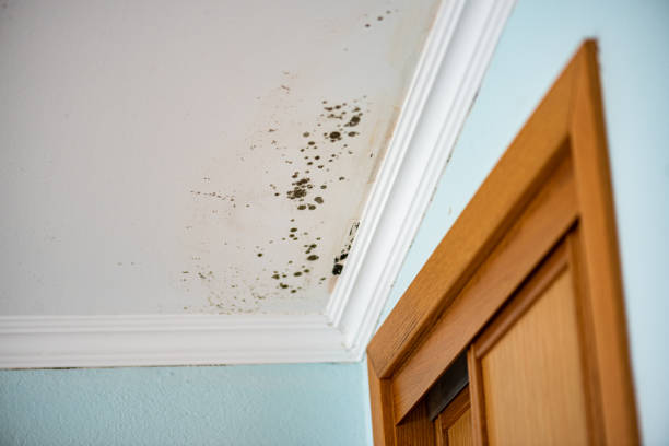 Best Toxic Mold Removal  in Tiburon, CA