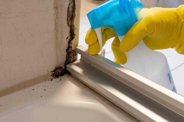 Reliable Tiburon, CA Mold Removal Solutions