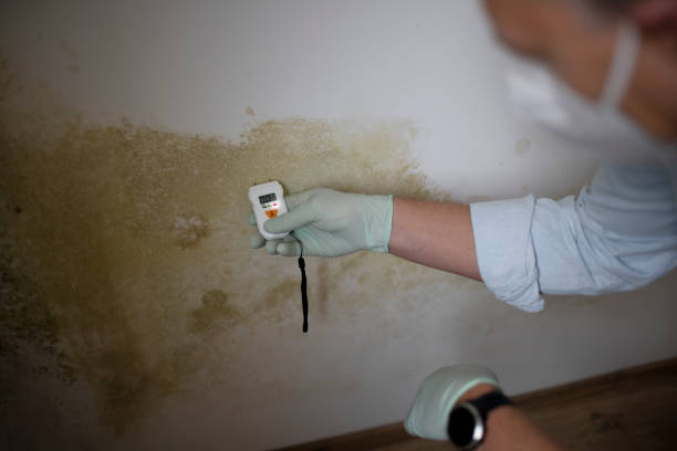 Best Residential Mold Removal  in Tiburon, CA