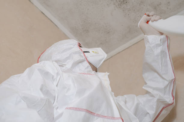 Mold Testing and Removal in Tiburon, CA