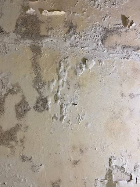 Best Fast Mold Removal  in Tiburon, CA