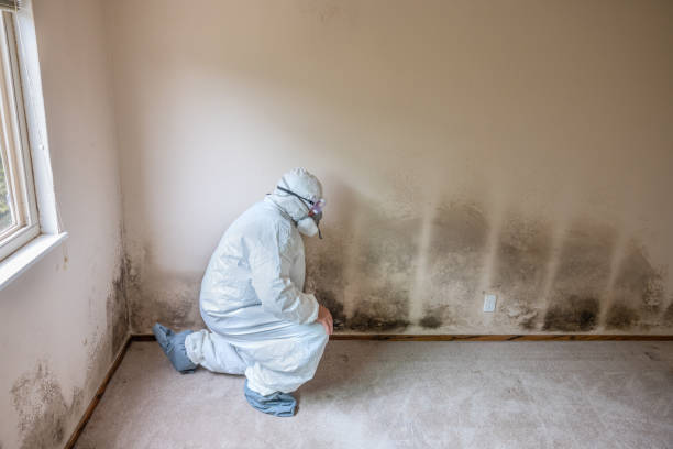  Tiburon, CA Mold Removal Pros