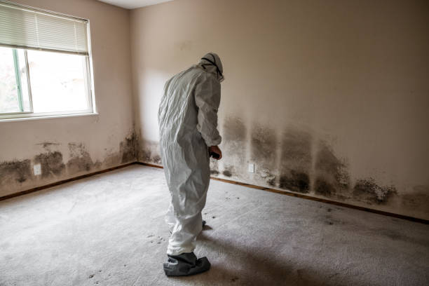 Best Mold Damage Repair  in Tiburon, CA