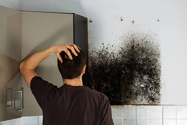 Best Toxic Mold Removal  in Tiburon, CA