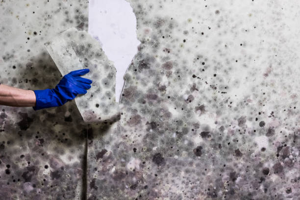 Attic Mold Removal in Tiburon, CA