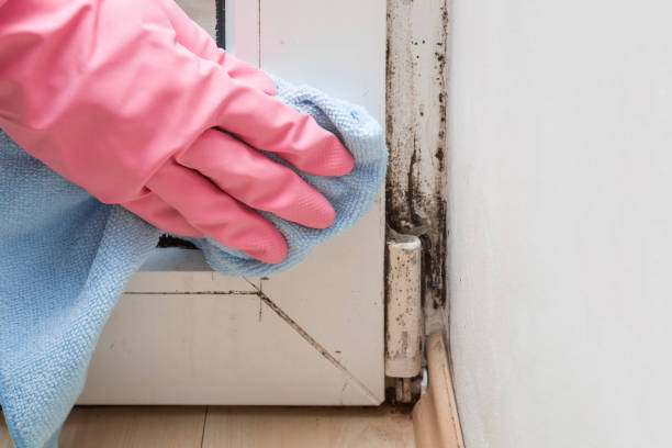 Best Black Mold Removal  in Tiburon, CA