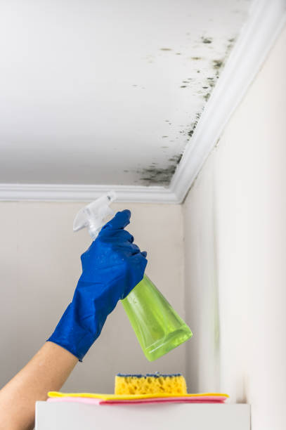 Best Mold Removal Company Near Me  in Tiburon, CA